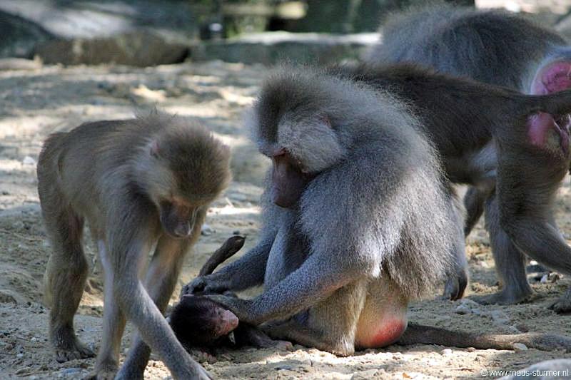 2010-08-24 (614) Aanranding en mishandeling gebeurd ook in de apenwereld.jpg